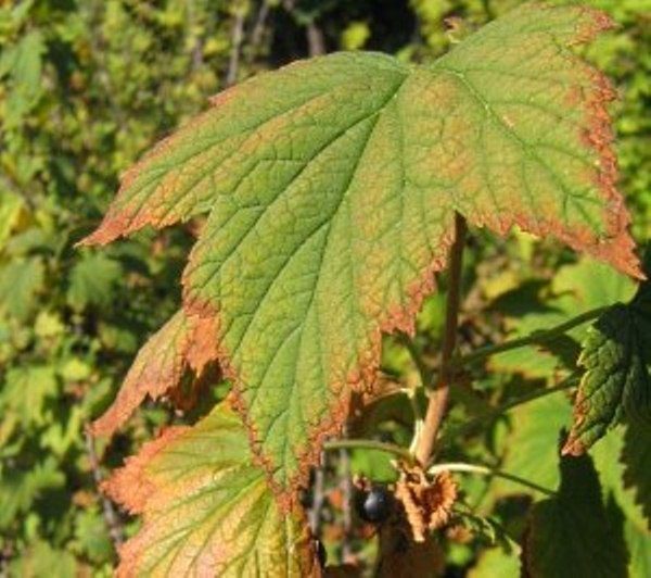 Les feuilles sèches des groseilles sont à l’origine de maladies infectieuses et d’insectes parasites.
