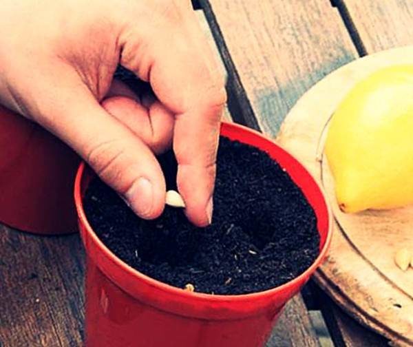  Cultiver du citron Meier à partir de graines