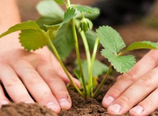  Planter et repiquer des fraises à l’automne: choix de l’emplacement, calendrier, soin des plantes