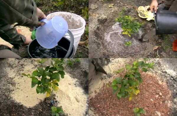  Pour le premier arrosage des plants de bleuets, il est nécessaire d'utiliser de l'eau acidifiée.