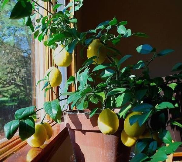  Au cours de la floraison et la fructification des variétés de citron Mayer doit être nourri