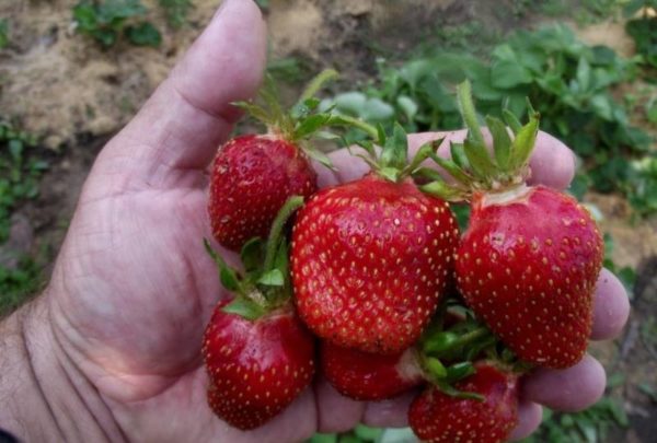  Récolte de fraises mûres Tsarina