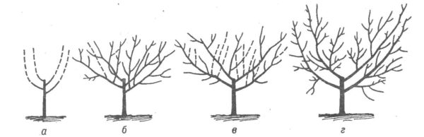  Le schéma de formation de la couronne en forme de coupe de la noix Idéal