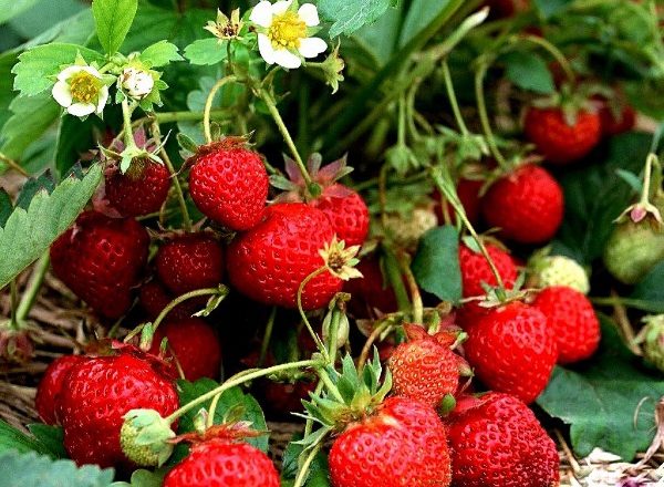  Fraises de jardin