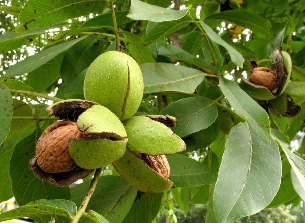  Où cultiver, comment planter et entretenir les noix, les méthodes de reproduction de l'arbre