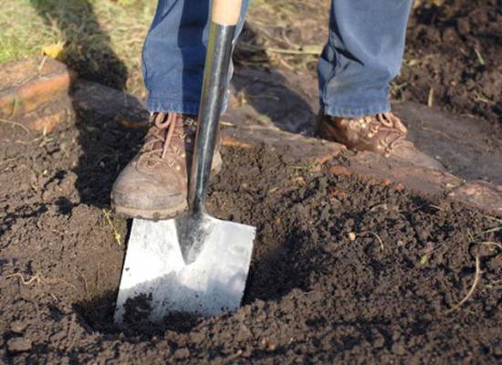  Pour planter des groseilles doivent préparer un trou de 50 * 50 * 50 cm