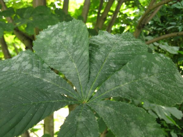  Les feuilles de châtaignier sont touchées par l'oïdium