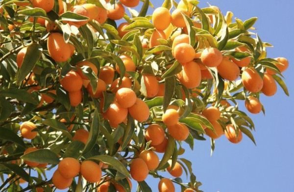  L'abus de fruits peut déclencher l'obésité.