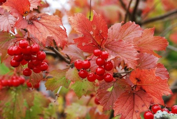  Grappes de Viorne rouge en automne