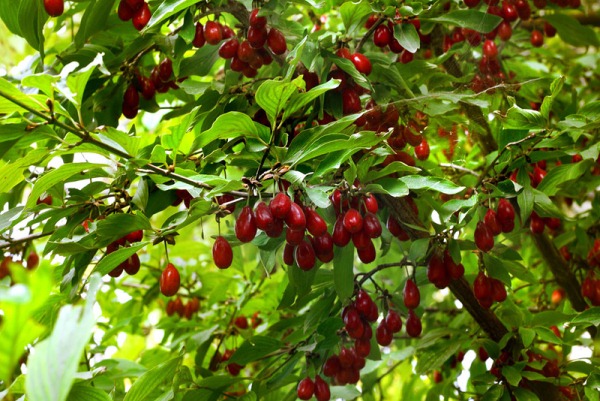  Cornouiller aux fruits