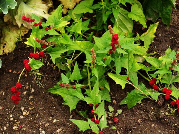  Épinards à la fraise - une plante annuelle, fleurit en juillet, les fruits mûrissent en août