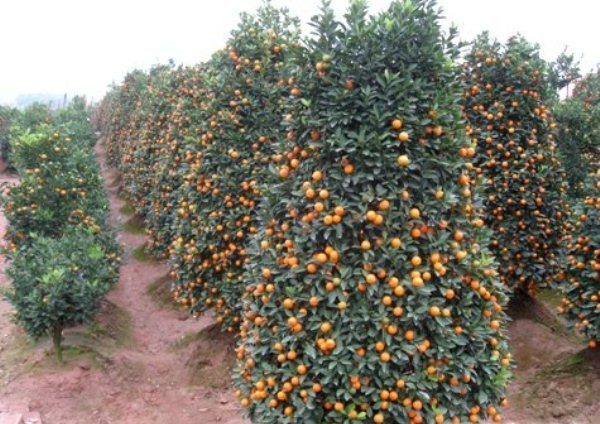  Kumquat arbre aux fruits