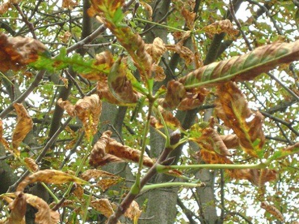  Nécrose régionale des feuilles de châtaignier