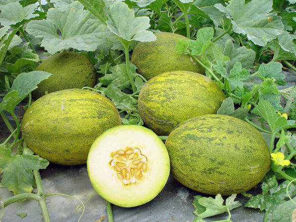  Melons verts sur la bahche