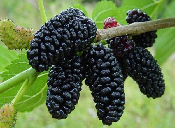  Mûrier noir ou mûrier