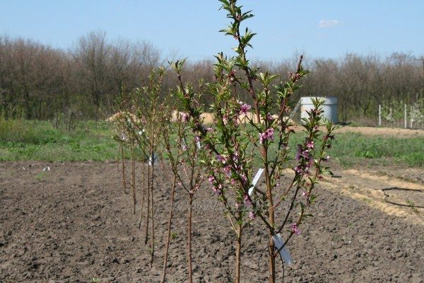  Abricot planté dans la dernière décennie d'avril