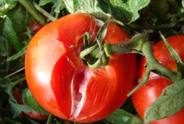  Pourriture blanche souvent observée sur les tomates pendant le stockage
