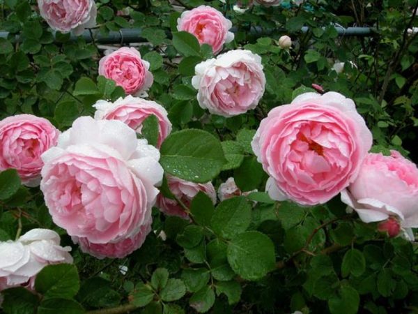  Arbustes à gros boutons de roses