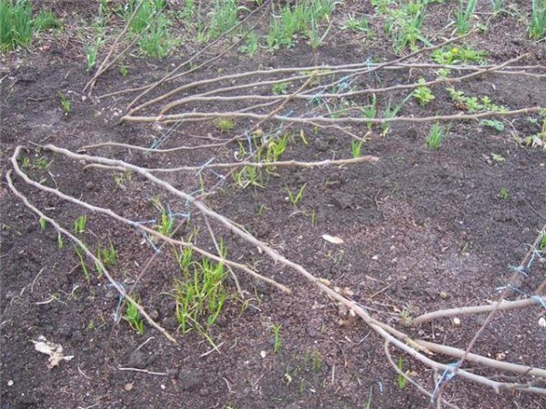  Plantation de figues