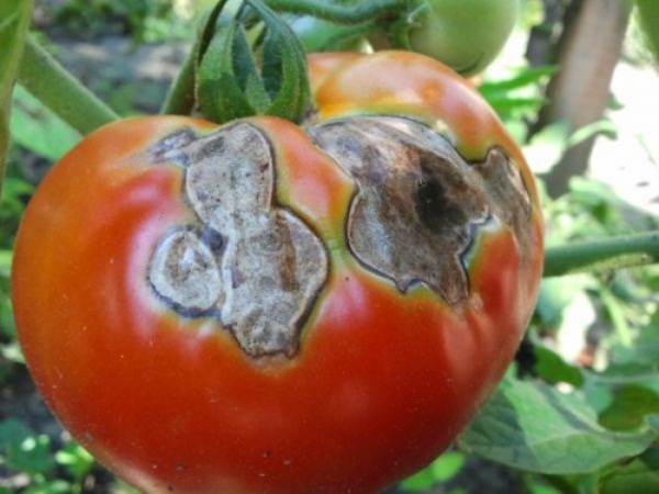 Pourriture grise sur tomate