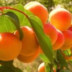  Abricot rustique