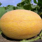  Le melon contient de nombreux acides difficiles à digérer.