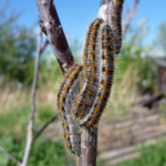  Aubépine Caterpillar sur abricot