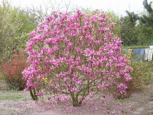  Magnolia en fleur