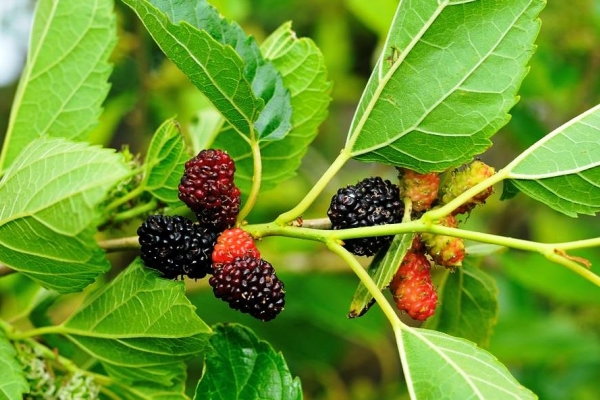 Mulberry (mûrier): propriétés utiles et contre-indications