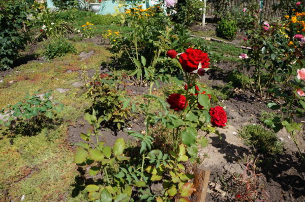  Rosier rouge dans le jardin