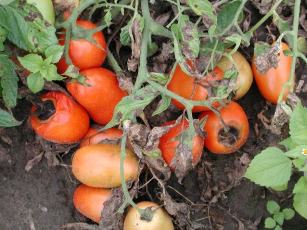  Pourriture des tomates Pourriture du haut