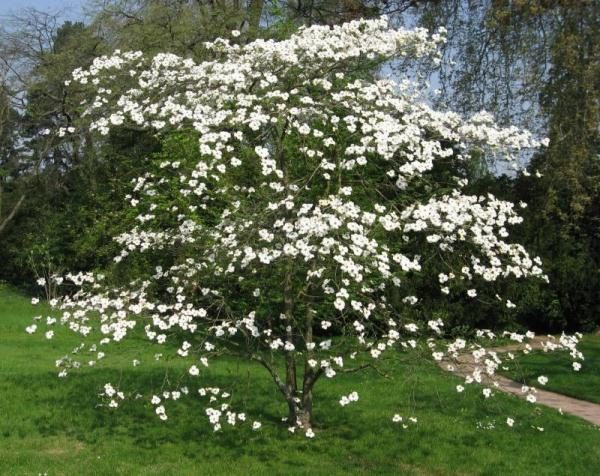  Cornouiller en fleur