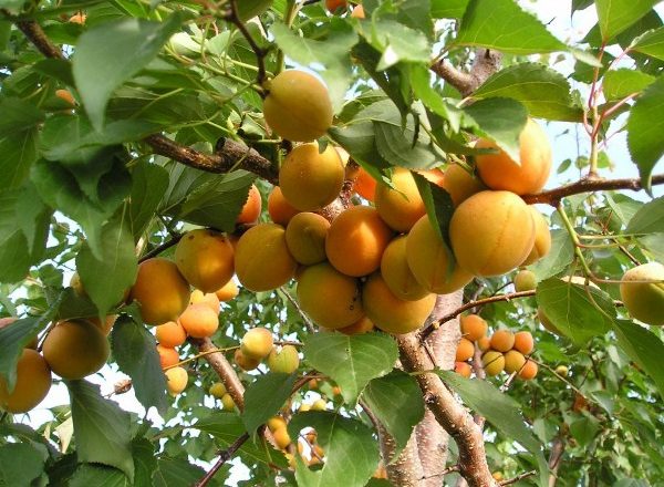  Abricot mûrissant sur des branches