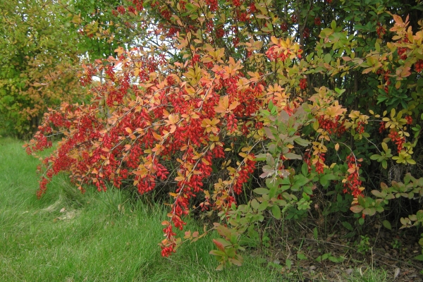  L'épine-vinette ordinaire - un buisson épineux, fleurit en avril-mai, des baies oblongues rouge vif mûrissent en septembre-octobre