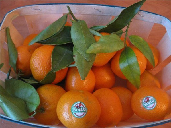  Parfois, le mandarin est vendu avec un brin qui peut être greffé ou enraciné.