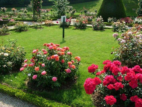  Le jardin de roses est créé en greffant une rose sur une rose sauvage.