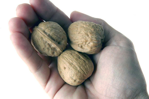  Avec l'aide des noix, vous pouvez augmenter la puissance, guérir l'adénome de la prostate.