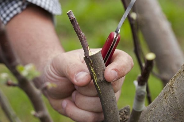  Comment et quand le bourgeonnement des arbres fruitiers est-il effectué?