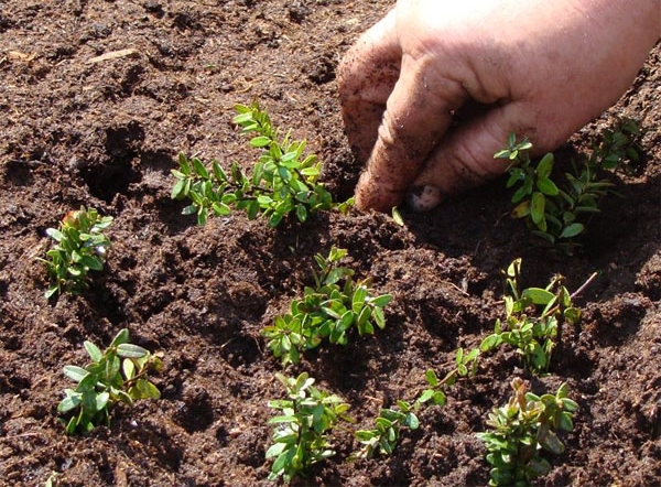  Si votre objectif est de faire pousser des canneberges avec certaines propriétés inhérentes à la fugue maternelle, il sera préférable d'appliquer la méthode de coupe