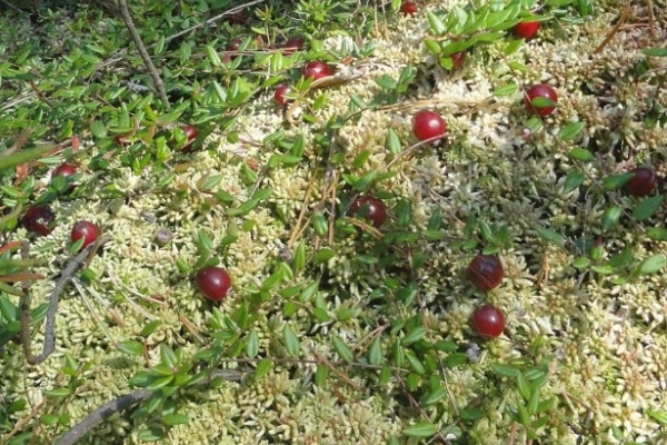  Les soins pour les canneberges de jardin sont un arrosage abondant, de l'eau acidifiée, l'élimination des pousses horizontales.