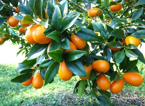  Kumquat aux fruits tropicaux