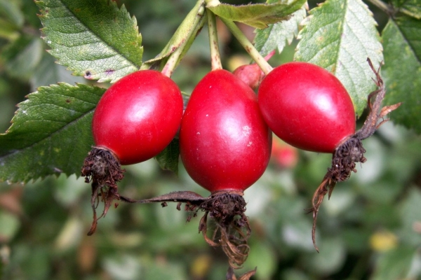  Rose musquée et ses fruits, racines et graines: propriétés utiles, utilisation, contre-indications, recettes de la médecine traditionnelle