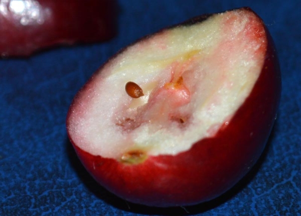  Pour multiplier les graines, prenez les fruits mûrs de la canneberge, pilonnez délicatement et lavez-les à l’eau.Les graines sélectionnées sont plantées immédiatement.