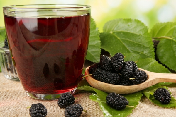 Mulberry (mûrier): propriétés utiles et contre-indications