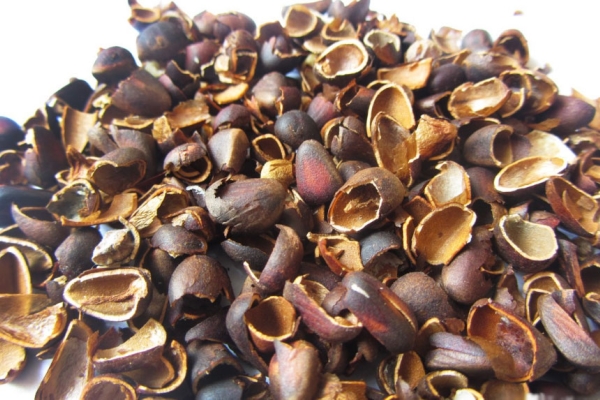  La coque des noix de pin est utilisée en cosmétologie et en pharmacie, comme engrais, en médecine traditionnelle