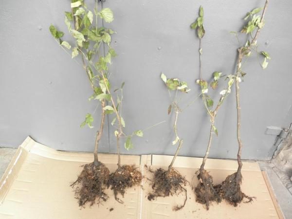  Avant de planter le cornouiller, les plants doivent être placés dans l'eau pendant plusieurs jours.