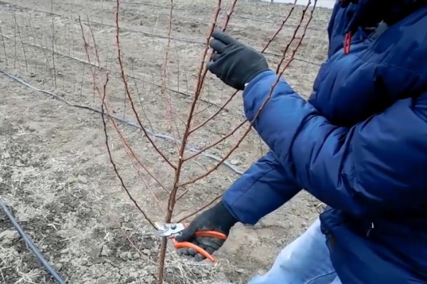  La première année, les jeunes plants d’abricot sont coupés en anneaux, laissant entre 80 et 90 centimètres du sol.