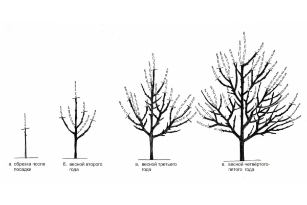  Programme de taille d'abricot en fonction de l'année de vie de l'arbre