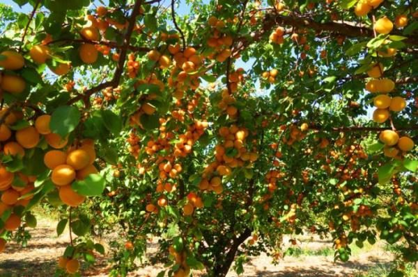  La taille des abricots à l'automne est nécessaire afin de fournir de nouvelles pousses chaque année, ce qui permettra d'économiser une récolte abondante.