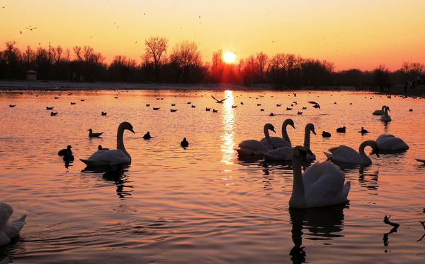  Avec un grand nombre d'oiseaux dans l'étang - les canards ont besoin d'une alimentation supplémentaire